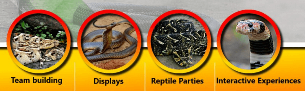 Ndlondlo Reptile Park Ballito (Sugar Rush Park) main banner image