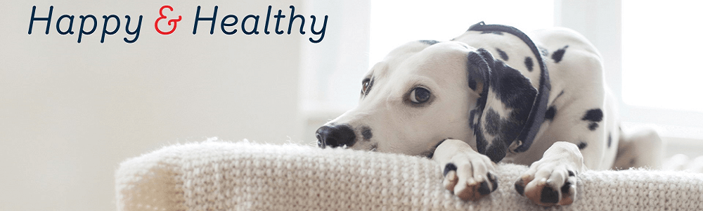 Absolute Pets (Shelly Centre) main banner image