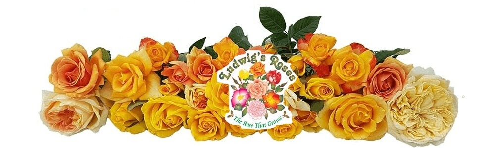 Ludwig's Rose Farm Pretoria banner