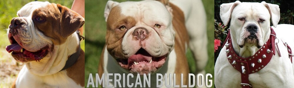 Starplex Kennels American Bulldogs banner