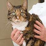 Nina's Cats - NPO