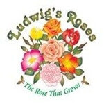Ludwig's Rose Farm Pretoria