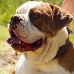 Starplex Kennels American Bulldogs